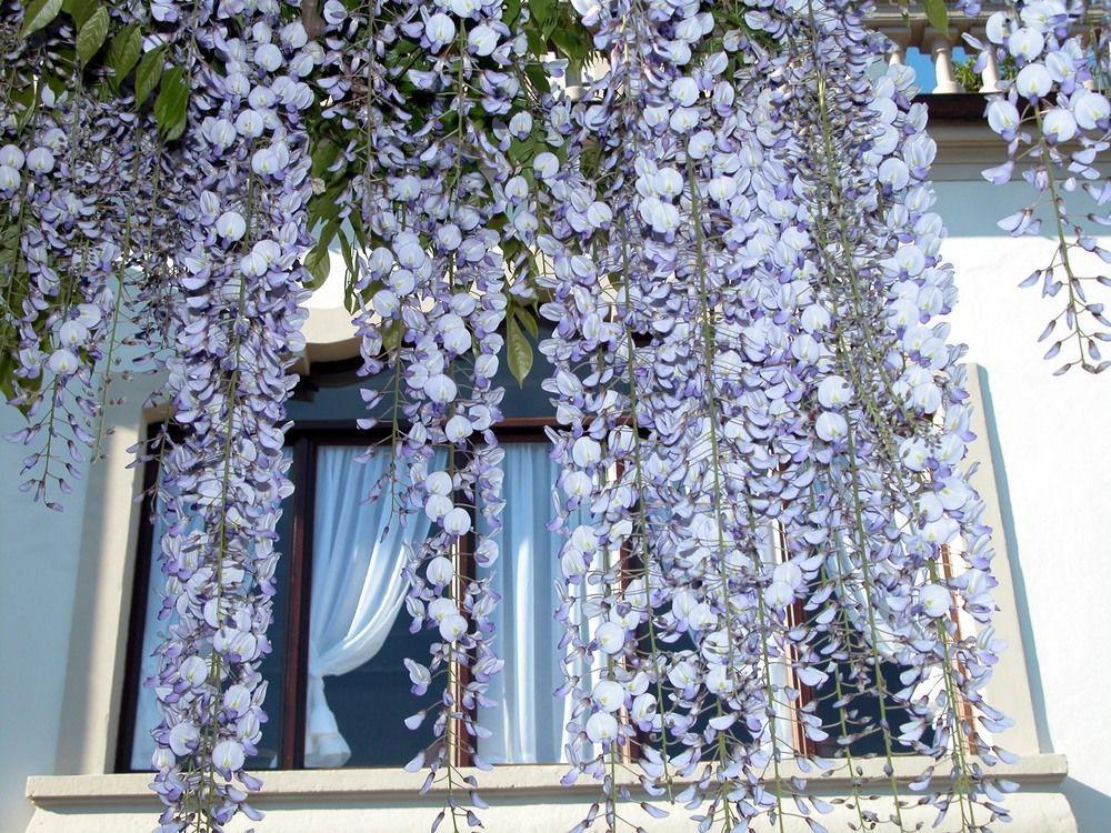 فندق Lake Maggioreفي  Du Parc المظهر الخارجي الصورة
